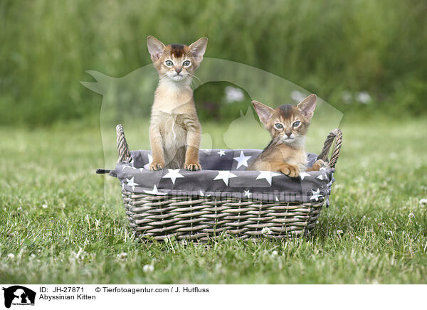 Abessinier Ktzchen / Abyssinian Kitten / JH-27871
