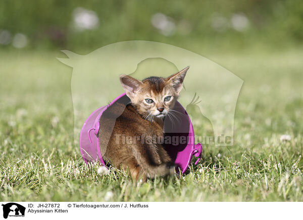 Abessinier Ktzchen / Abyssinian Kitten / JH-27872