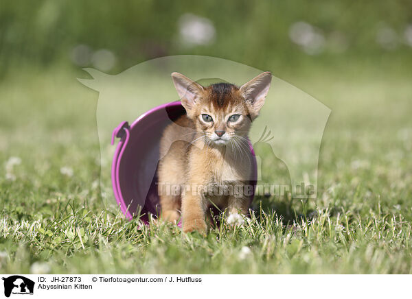 Abessinier Ktzchen / Abyssinian Kitten / JH-27873