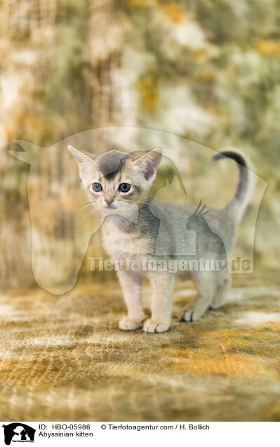 Abessinier Ktzchen / Abyssinian kitten / HBO-05986