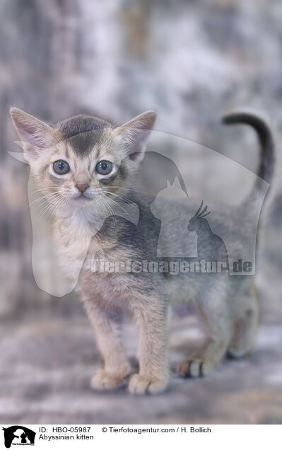 Abessinier Ktzchen / Abyssinian kitten / HBO-05987