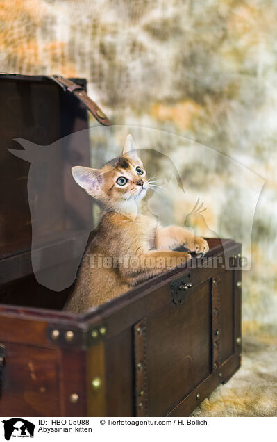 Abessinier Ktzchen / Abyssinian kitten / HBO-05988