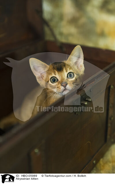 Abessinier Ktzchen / Abyssinian kitten / HBO-05989