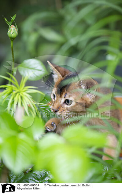 Abessinier Ktzchen / Abyssinian kitten / HBO-06564