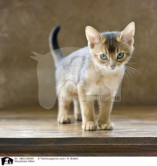 Abessinier Ktzchen / Abyssinian kitten / HBO-06569