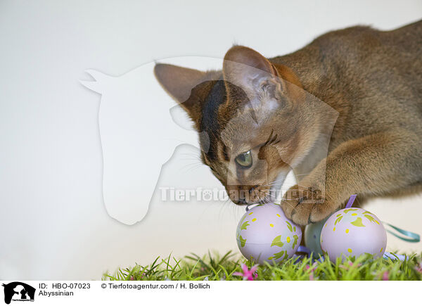 Abessinier / Abyssinian / HBO-07023