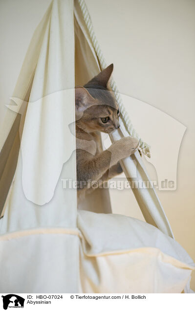 Abessinier / Abyssinian / HBO-07024