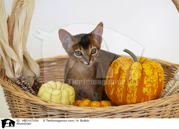 Abessinier / Abyssinian / HBO-07039