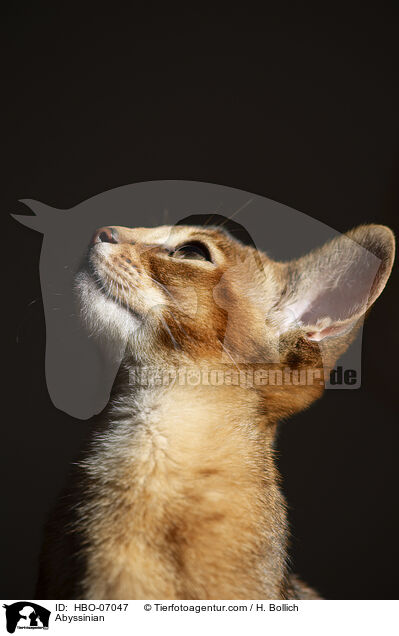 Abessinier / Abyssinian / HBO-07047