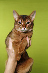 Abyssinian