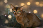 Abyssinian Portrait