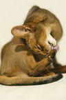 Abyssinian is cleaning itself