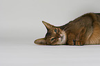 lying Abyssinian