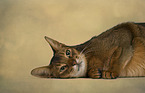 lying Abyssinian