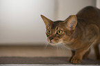 Abyssinian Cat
