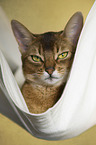 Abyssinian Portrait