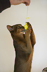 playing Abyssinian