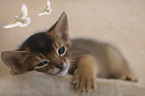 lying Abyssinian Kitten
