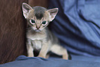 Abyssinian kitten