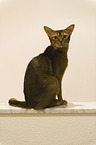 sitting Abyssinian
