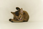 Abyssinian kitten