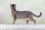 Abyssinian