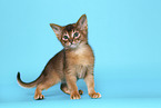 Abyssinian Kitten