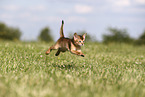 Abyssinian Kitten