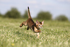 Abyssinian Kitten