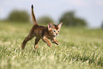 Abyssinian Kitten
