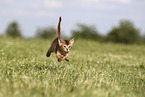 Abyssinian Kitten