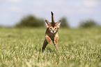 Abyssinian Kitten