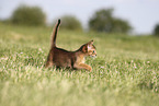 Abyssinian Kitten