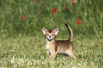 Abyssinian Kitten