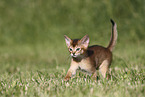 Abyssinian Kitten