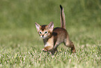 Abyssinian Kitten