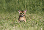 Abyssinian Kitten