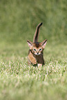 Abyssinian Kitten
