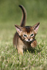 Abyssinian Kitten