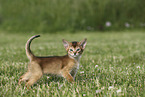 Abyssinian Kitten