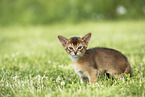Abyssinian Kitten