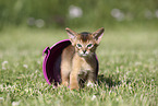 Abyssinian Kitten