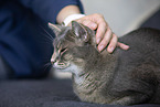 Abyssinian