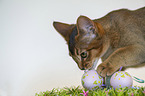 Abyssinian