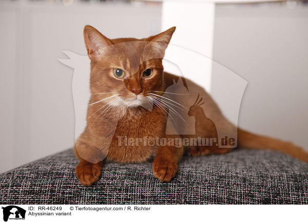 liegende Abessinier variant / Abyssinian variant / RR-46249