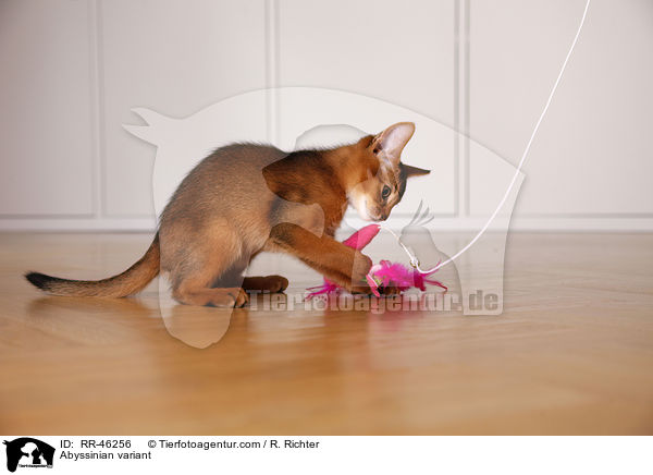 Abessinier variant Ktzchen / Abyssinian variant / RR-46256