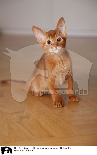 Abessinier variant Ktzchen / Abyssinian variant / RR-46259