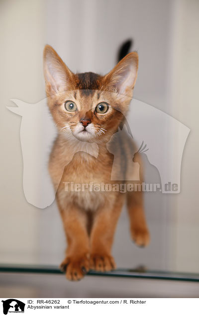 Abessinier variant Ktzchen / Abyssinian variant / RR-46262