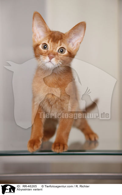 Abessinier variant Ktzchen / Abyssinian variant / RR-46265