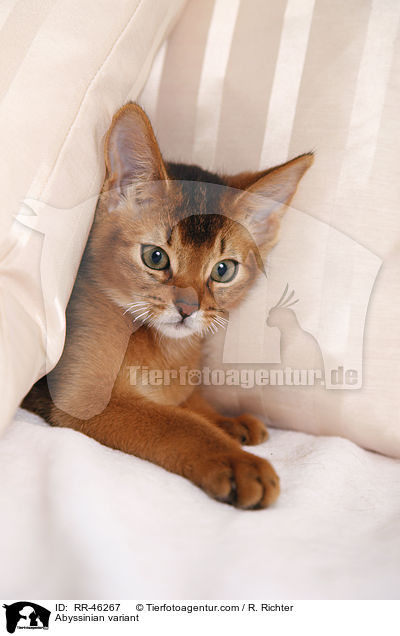 Abessinier variant Ktzchen / Abyssinian variant / RR-46267